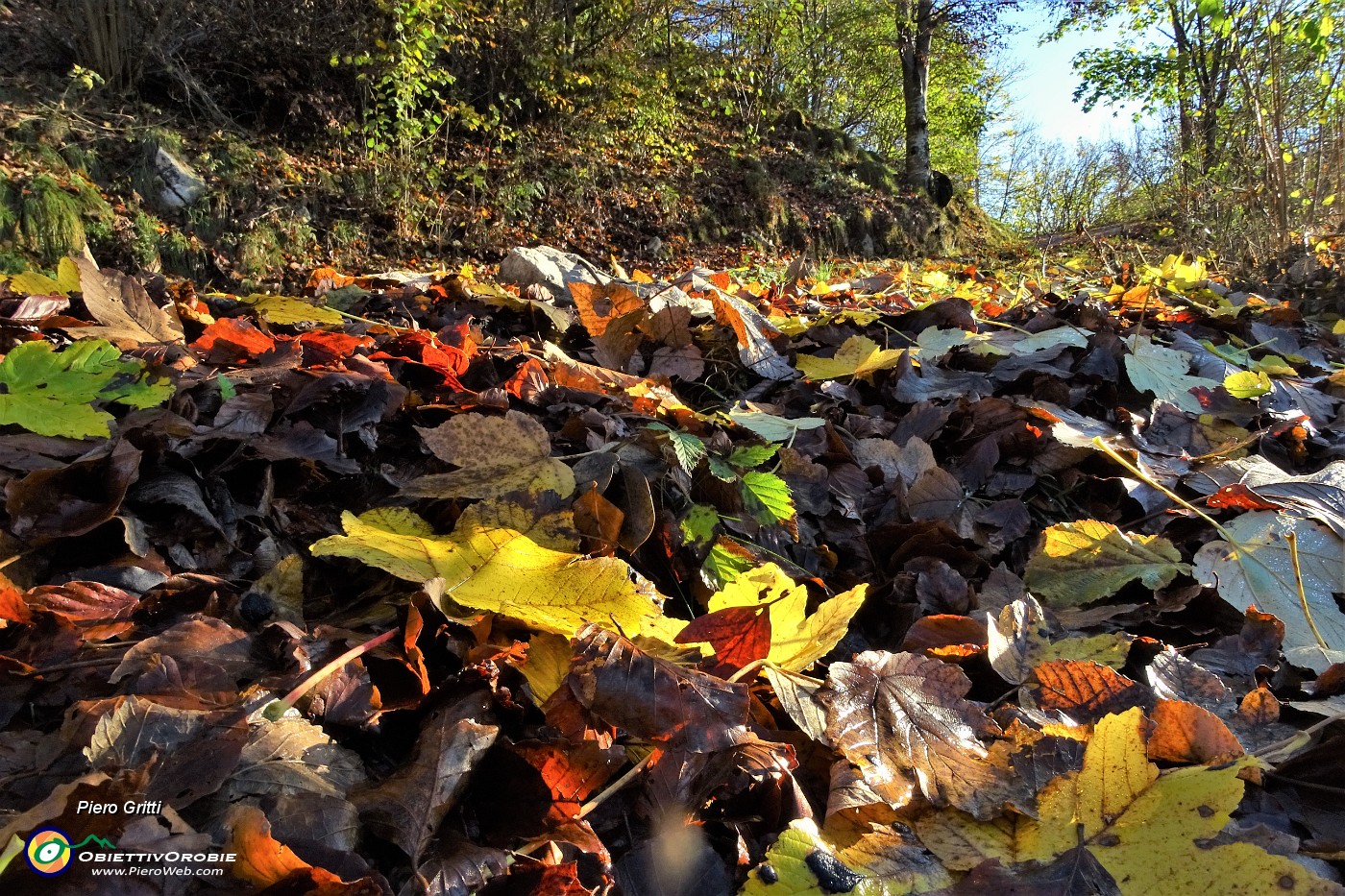 14 Foglie colorate d'autunno.JPG
